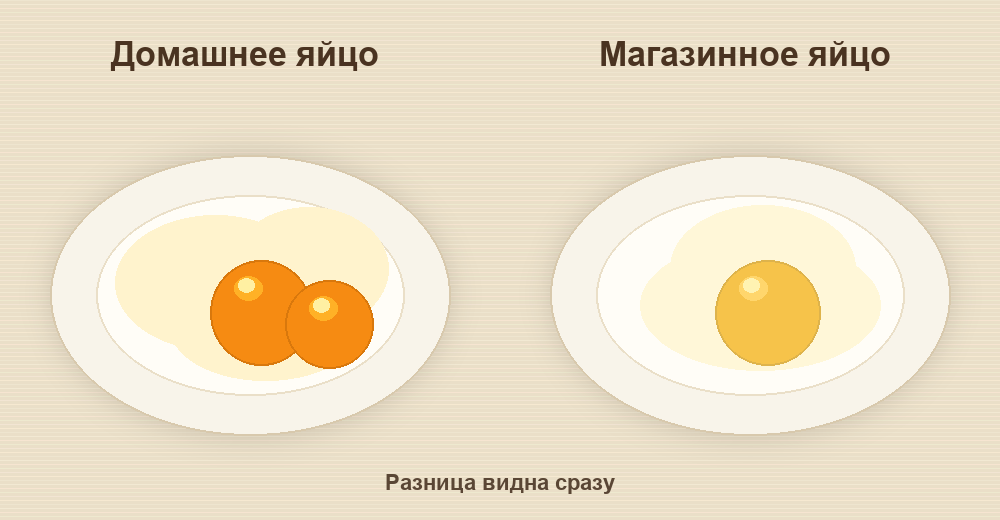 Сравнение домашнего и магазинного яйца